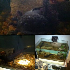 My Axolotls