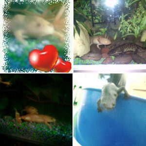 my amphibians