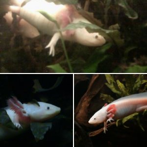 I MIEI AXOLOTL