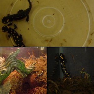 Fire Salamander Juveniles (Nov 2010)