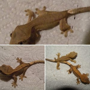 Crested Geckos!