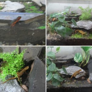 My newts