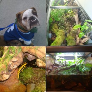 Newts/Salamanders/Bulldogs