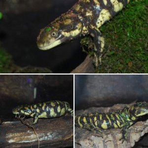 Ambystoma tigrinum