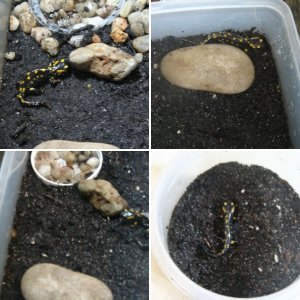 Fire salamander larva transforming into adult