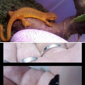 My Newts C: