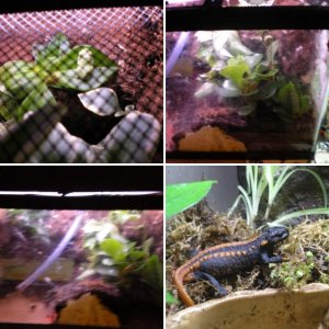 My vivariums