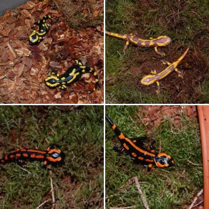 Salamandra s. terrestris