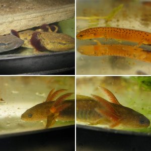 Various Salamanders/Newts