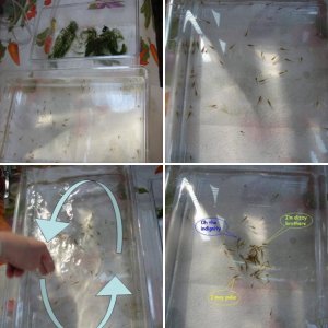 cleaning larvae by the whirl-pool method