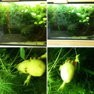 Hungerford Axolotls