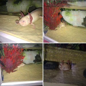 My axies. Neo and Trinity