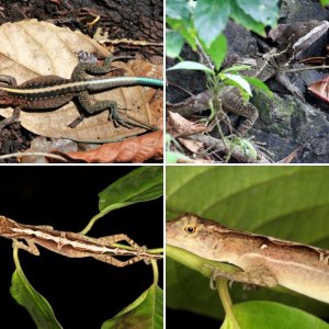 Costa Rica 1 - Reptiles