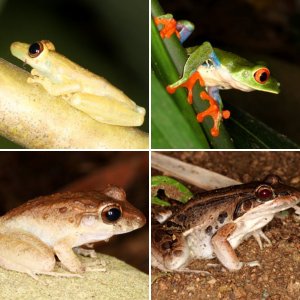 Costa Rica 2 - Amphibians