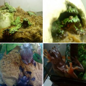 My frogs Collection