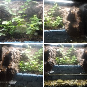 2 paludarium