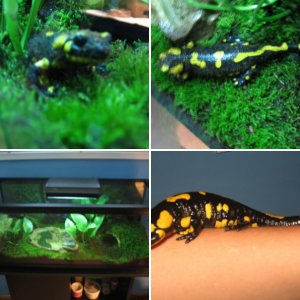 Fire salamander