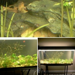 Glass Catfish breeding tank