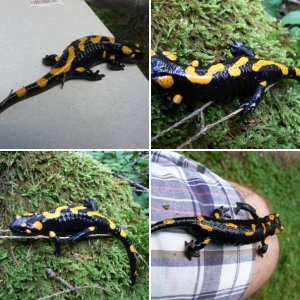 Salamandra salamandra