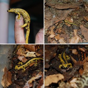 Salamandra s. bernardezi