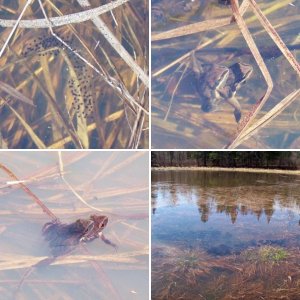 Breeding Pond - Spring 2011