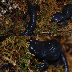 Salamandra atra atra