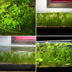 Planted tanks