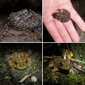 Herps of the Pacific Northwest