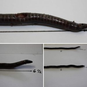 Caecilian virus?