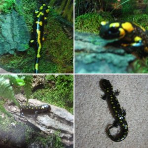 salamander and newt collection