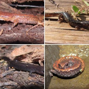 Northwest Salamanders