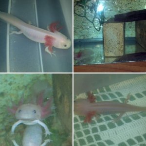 My New Axies!