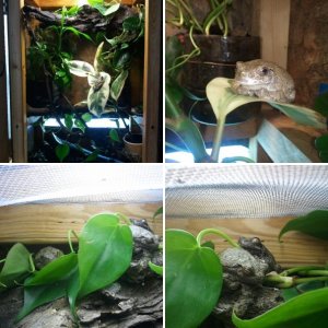 My Grey Tree Frogs