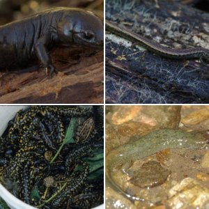 Salamander Images