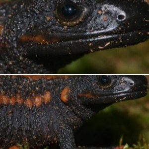 Tiannan Crocodile Newts (Tylototriton yangi)