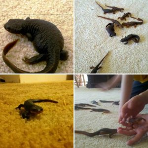 Our Family Rough-Skinned Newts