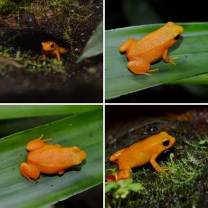 Golden Mantella (Mantella aurantiaca)