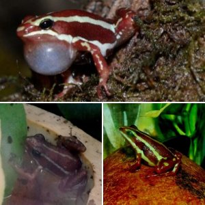 Phantasmal Poison Frogs (Epipdobates tricolor)