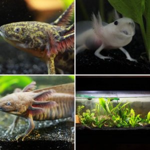 Axolotls