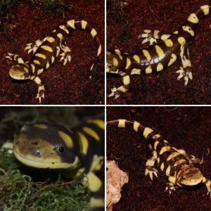 Eastern Tiger Salamander (Ambystoma tigrinum)