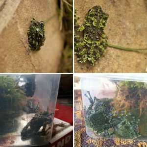 Mossy frogs