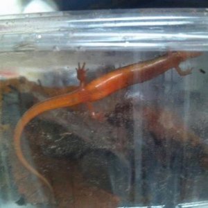 female two lined salamander developing eggs in October.