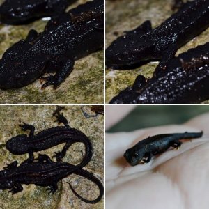 Wen Xian Knobby Newts (Tylototriton wenxianensis)