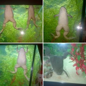 My African Clawed Frogs