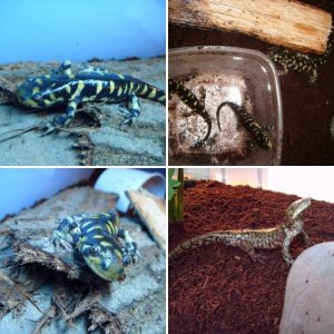 Tiger salamanders