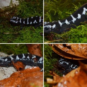 Marbled Salamander (Ambystoma opacum)