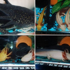 My axolotls(China)