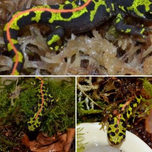 Marbled Newt (Triturus marmoratus)