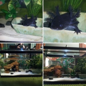 My axolotl, Smudge :)