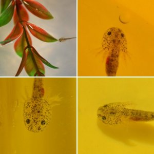 Baby Axolotls